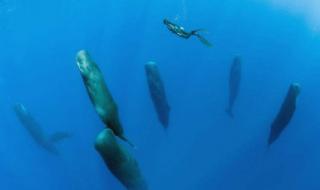 海洋深处有什么生物 海洋动物没有大脑和心脏